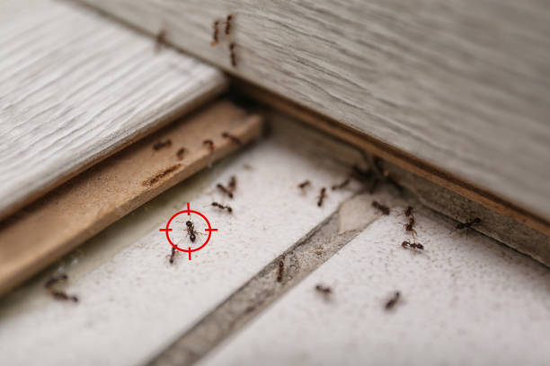 Best Residential Pest Control  in Wasco, CA